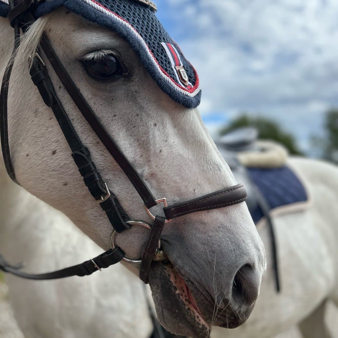 Image 1 of Classic Dana