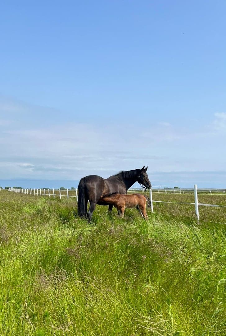 Bild 4 av Chip Sparrow