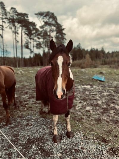 Inlägg 160 av Allround