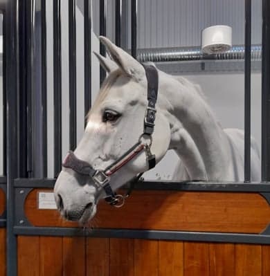 Image 1 of Coco Chanel