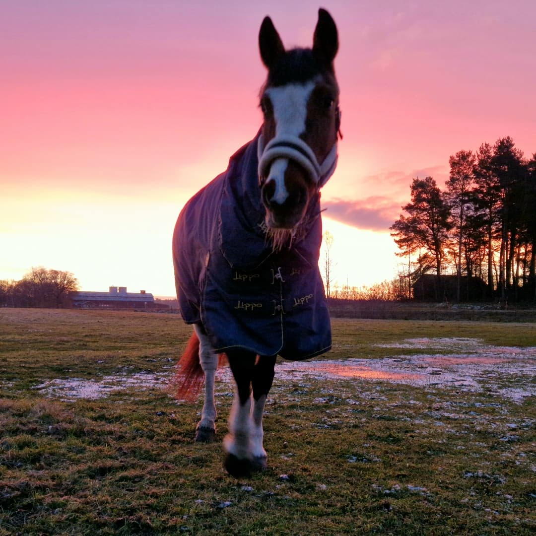 Bild 1 av Chiquitita