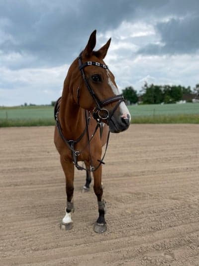 Inlägg 161 av Allround med titeln ♥︎♥︎