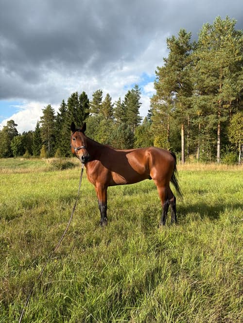 Bild av Världens snällaste valack❤️