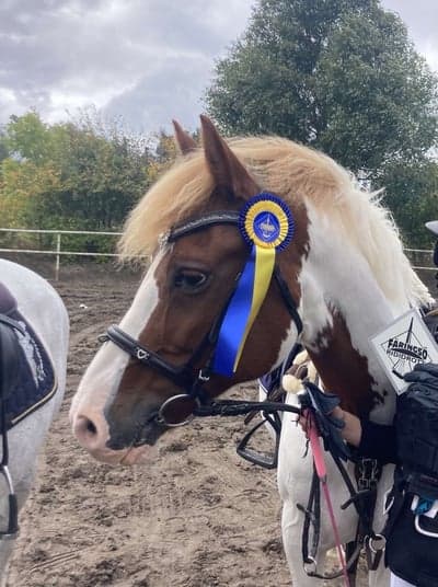 Inlägg 376 av Hoppning med titeln 🥇🤩