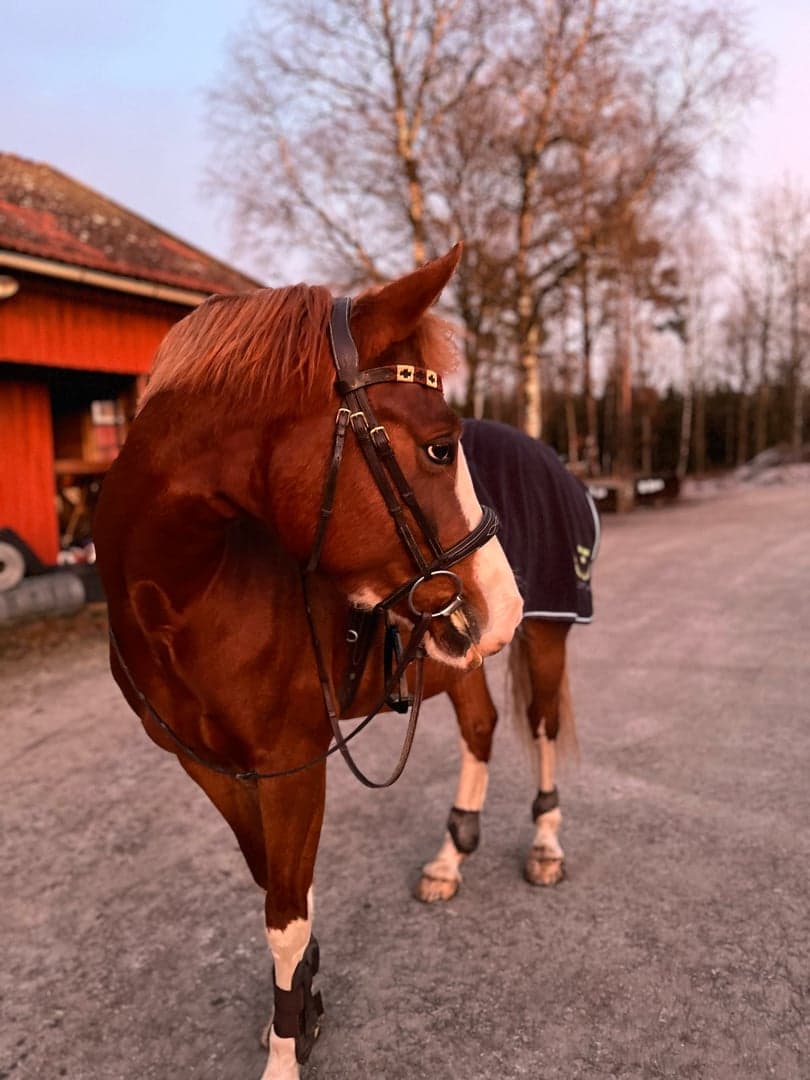 Bild 1 av Arrogantia W