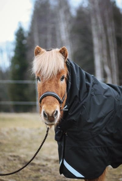 Inlägg 113 av Allround med titeln Nytt täcke till Sirkus! 