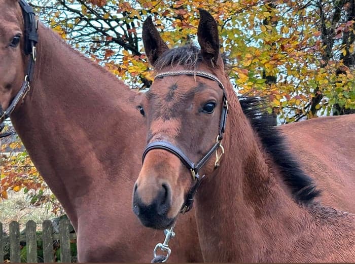 Media 1 av Brown Ale 