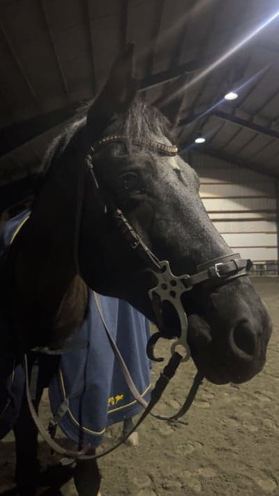 Inlägg 5 av Tysk Sporthäst med titeln Ibland uppstår problem men utvecklingen fortsätter framåt 