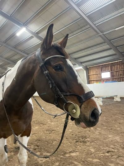 Inlägg 4 av Dansk ridhäst med titeln 🐎💨