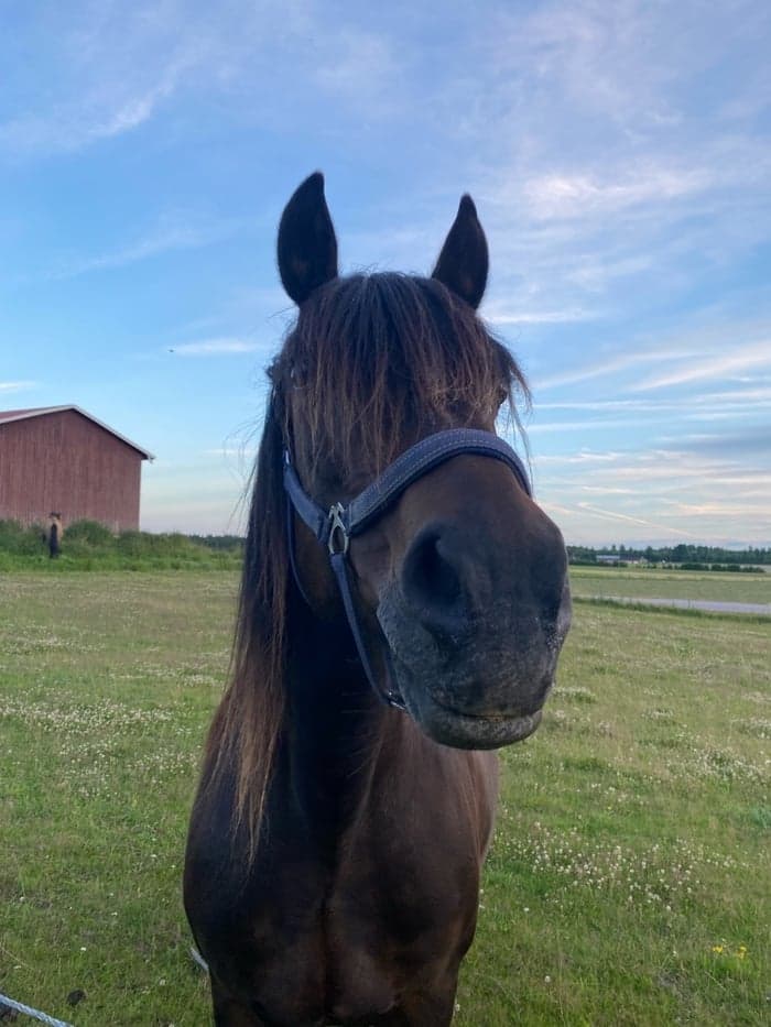 Media 1 av Pila pirat