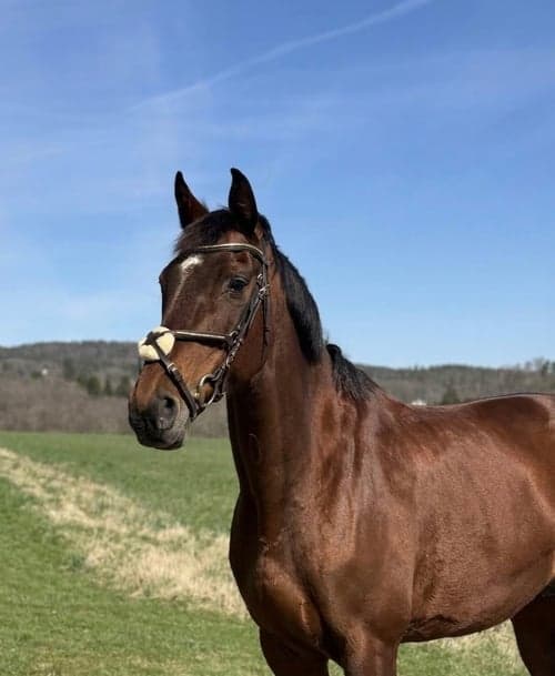 Bild av Välskolad häst & riktigt fin allroundkompis