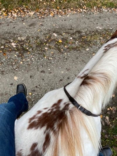 Inlägg 97 av Allround med titeln Ute och rider barbacka en av dem sista dagarna hon har kvar ❤️🥺❤️