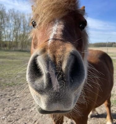 Media 1 av Delicato av friheten