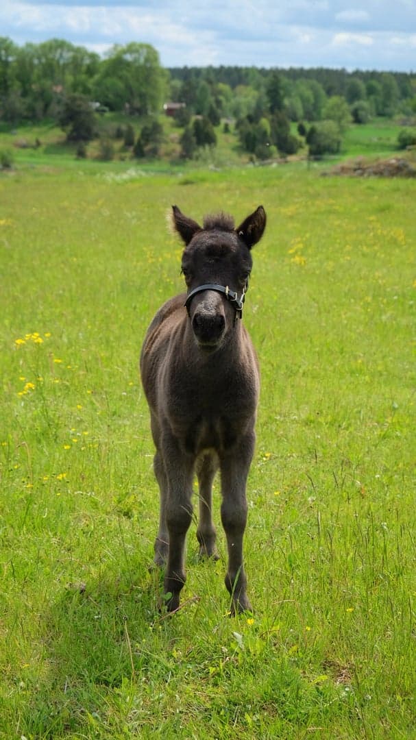 Bild 4 av Furunäs Design