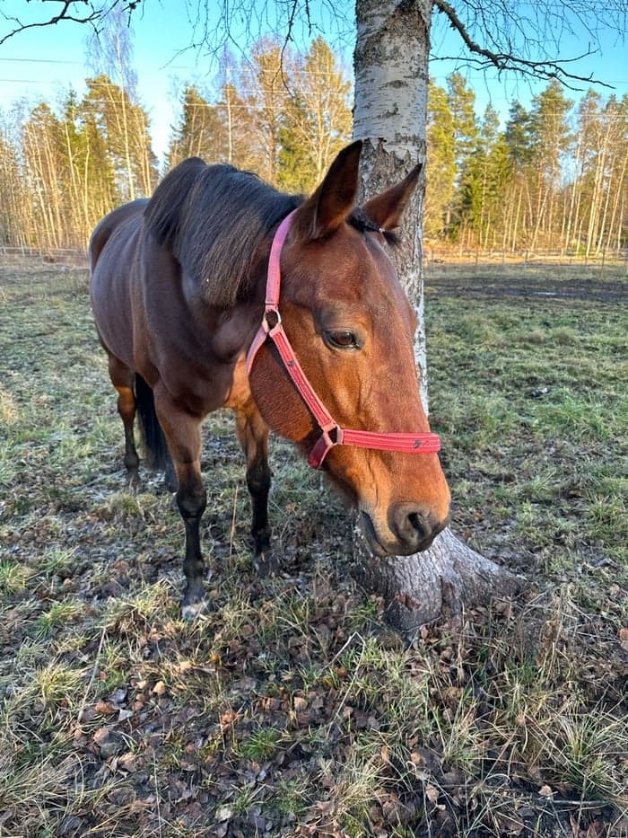 Media 1 av Fury tooma