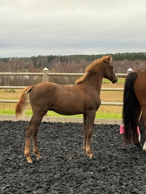 Bild av Fin åring efter Zafferano
