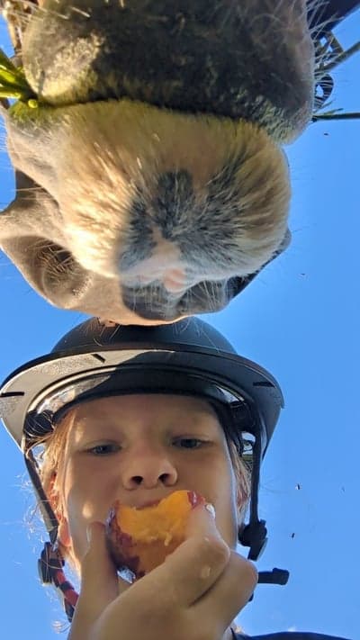 Post 10 of North Swedish Horse with title 😘