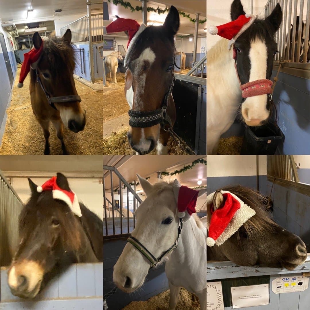 Bild 1 av Ponnyerna på UBRK