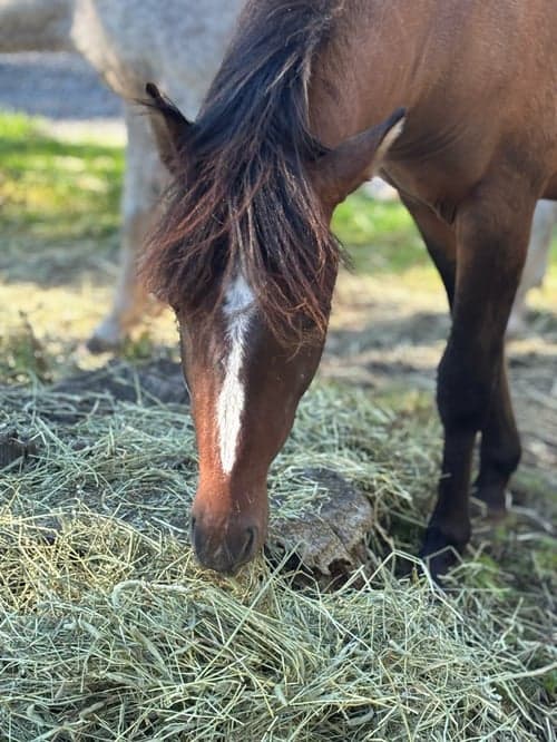 Bild av Ponnykille för framtiden