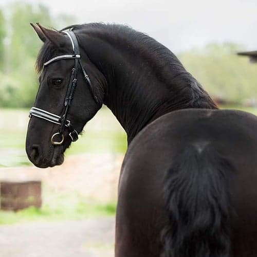 Bild av Vacker Warlander 