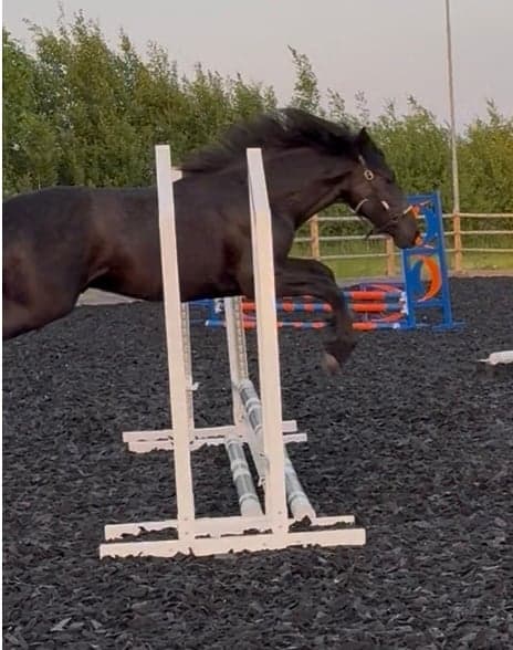 Media 3 of Vacker Warlander 