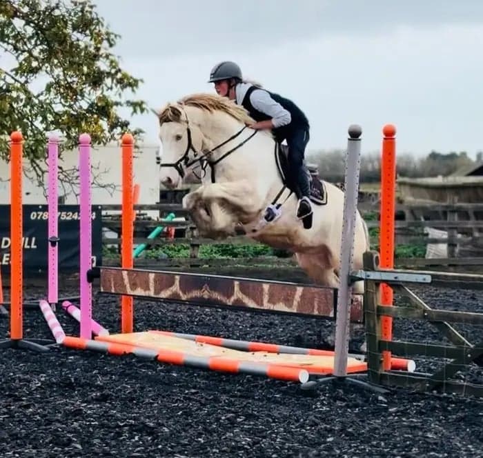 Media 4 av Striking Lemon & White Irish Allrounder- LENNIE