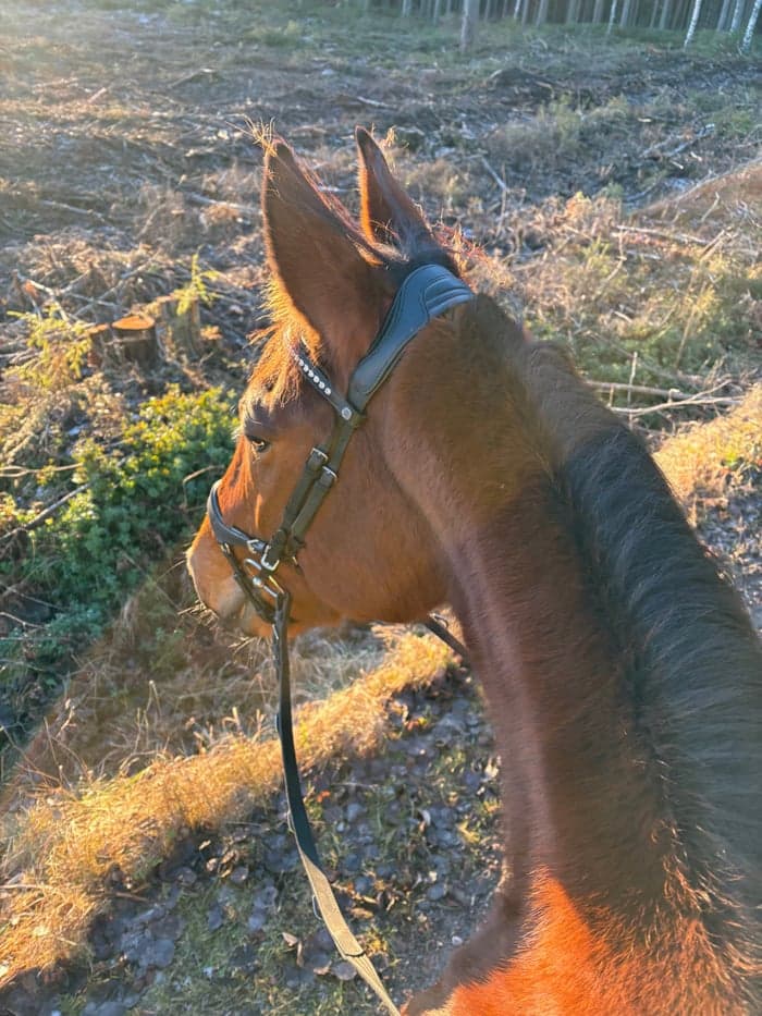 Media 4 av Hard bone Flash