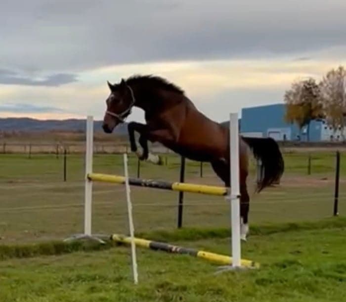 Media 3 av Carinio Grande