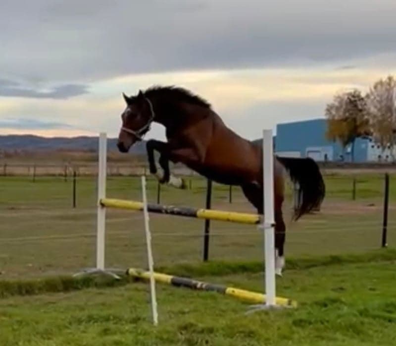 Bild 3 av Carinio Grande