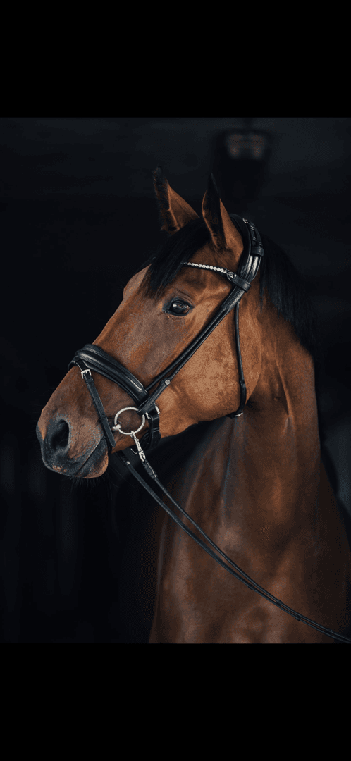 Bild 3 av 3 årigt hoppsto ev fälttävlan 