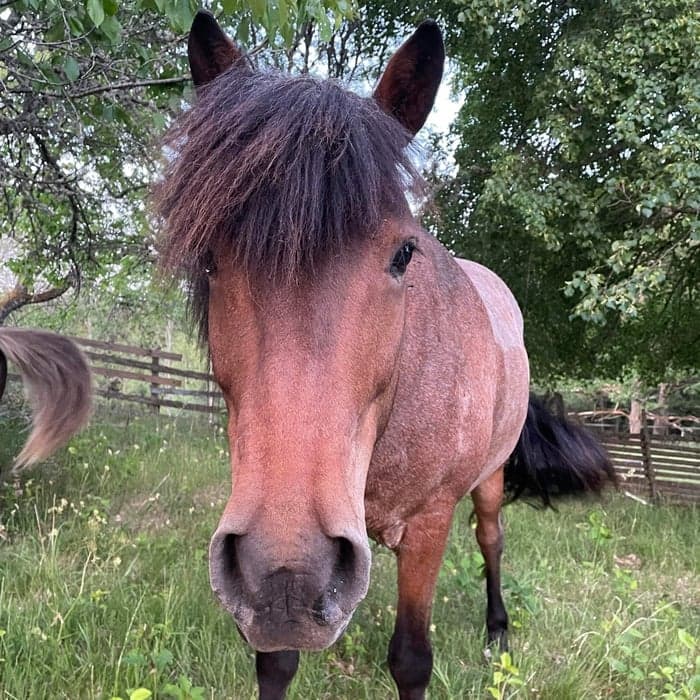 Media 1 av Sleipnir frá Selfossi