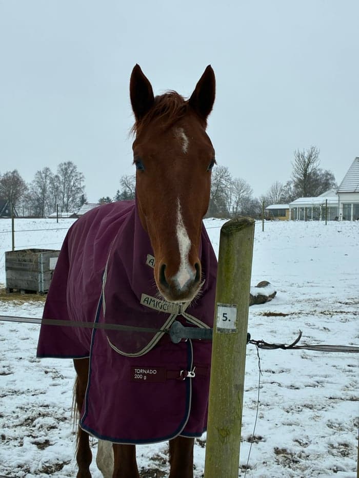 Media 1 av Magics bemineforever