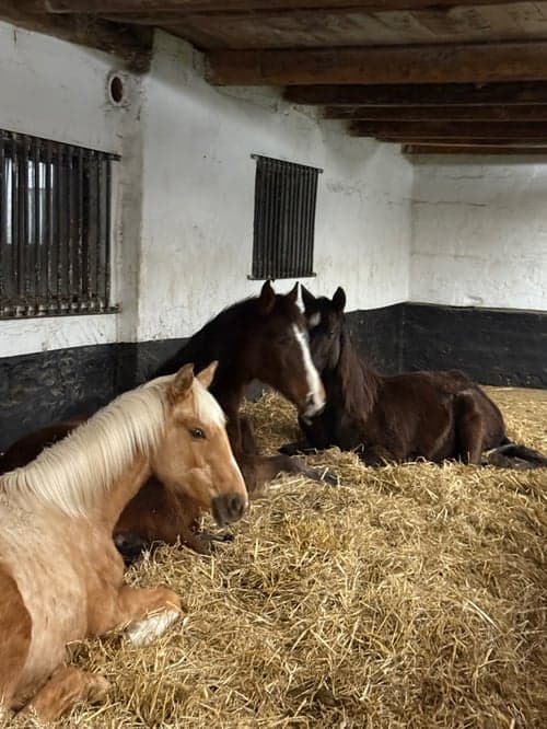 Bild av Snäll hingst -24 med riktigt bra hoppstam 