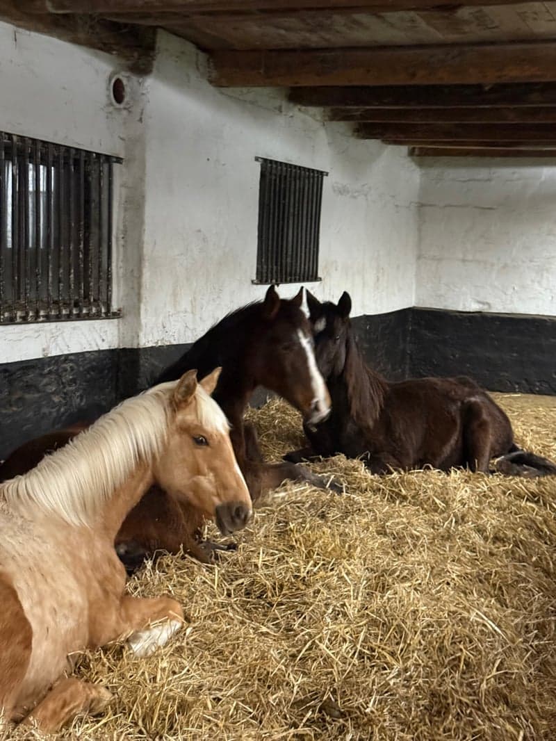 Bild 3 av Snäll hingst -24 med riktigt bra hoppstam 
