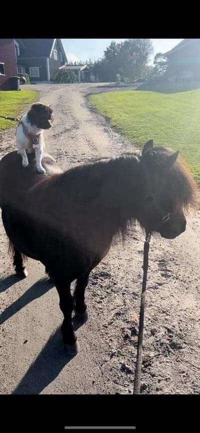 Inlägg 5 av Allround