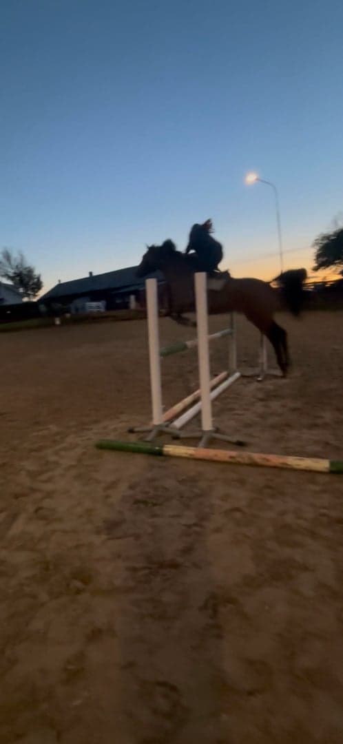 Bild av Topp hopphäst söker fodervärd 🌟🌟🌟🌟🌟