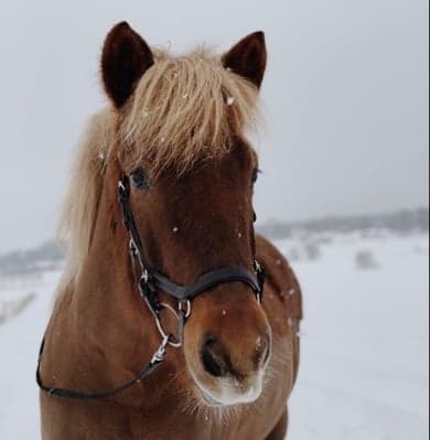 Bild 1 av Freya från Vrågårdeb