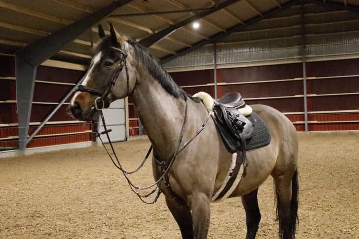 Media 1 av Artax (SWB)