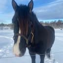 Profilbild av Tula