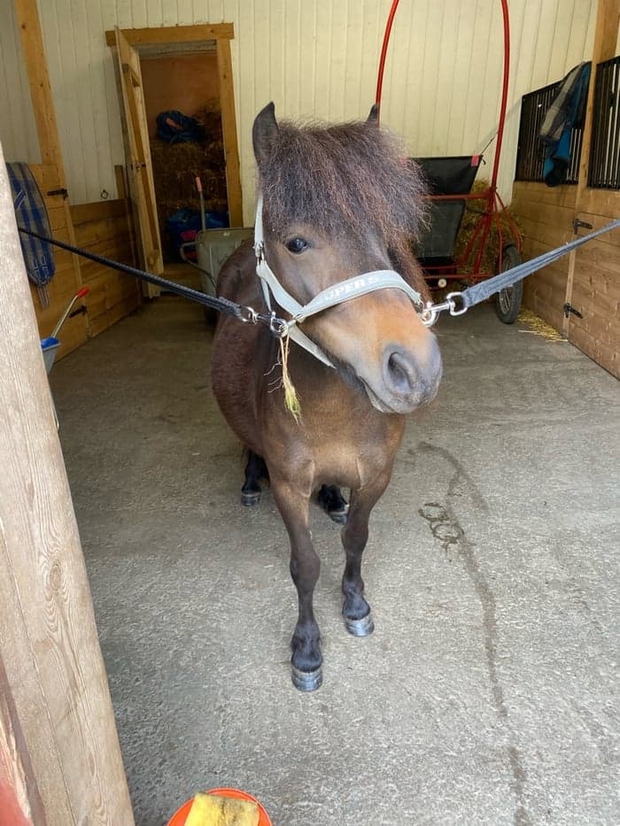 Media 1 av H.G. Molly S.