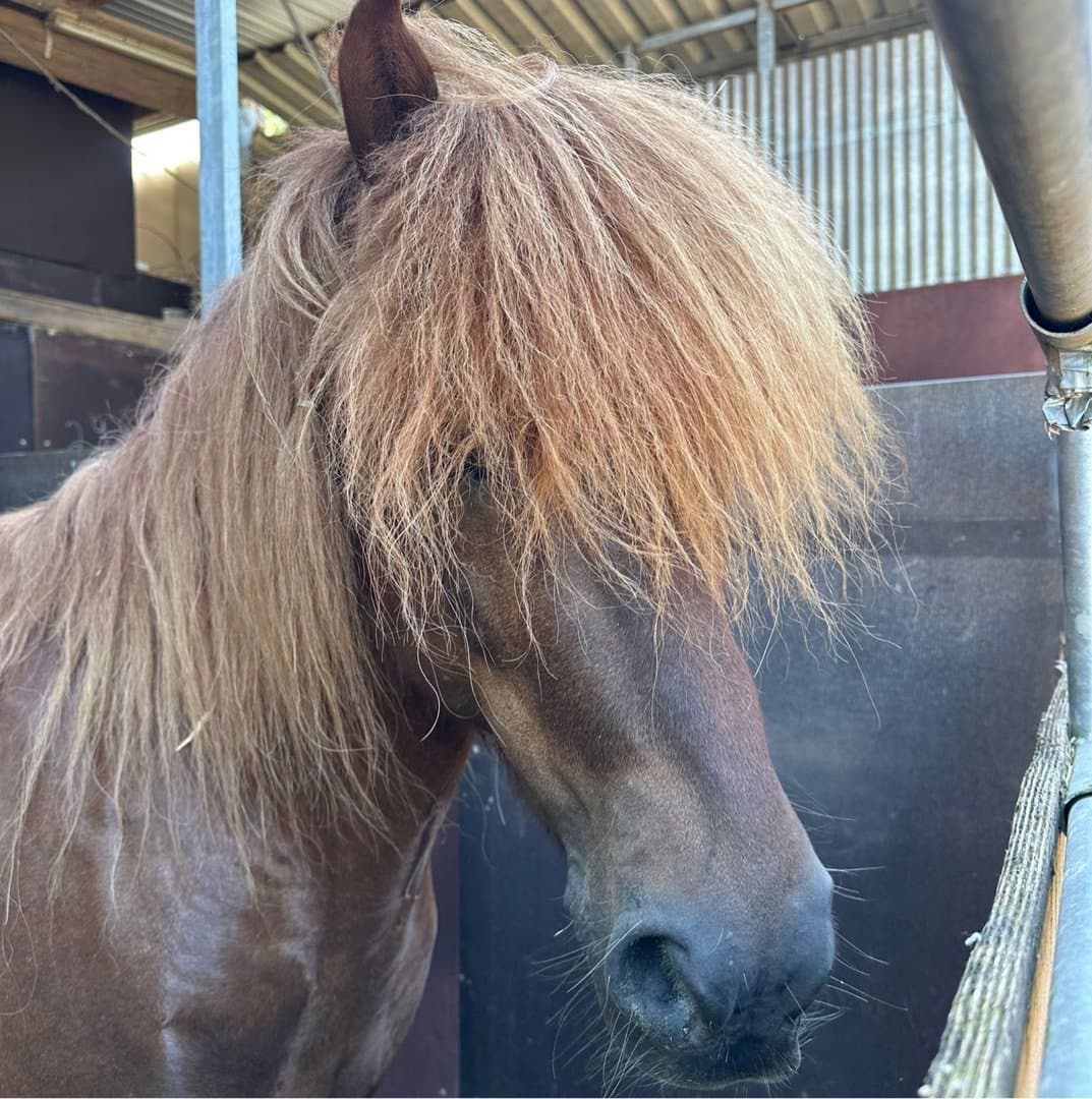 Bild 1 av Örvar von Bucherbach