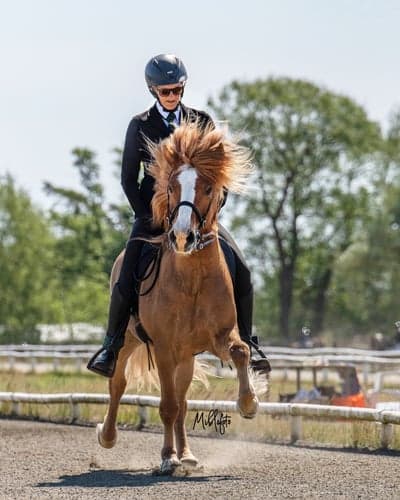 Inlägg 36 av Island