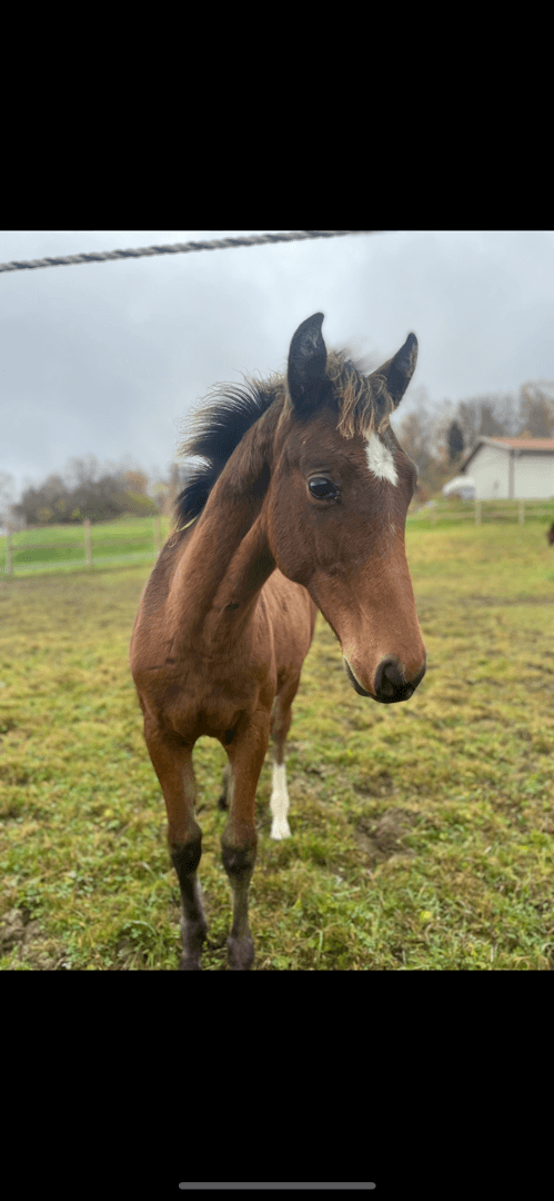 Bild av 1  års hingst