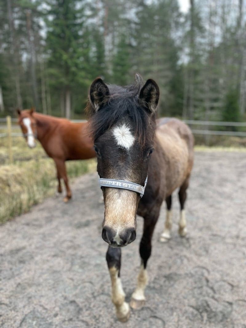 Bild 2 av Social unghäst efter Orchard sweed - Casir ask 