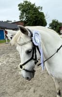 Profilbild av Mochulla Bunny