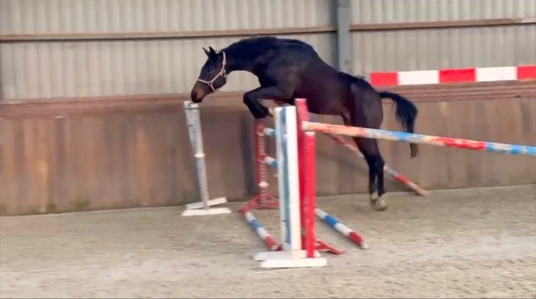 Bild 1 av Valack f. 2021 e. Diarado