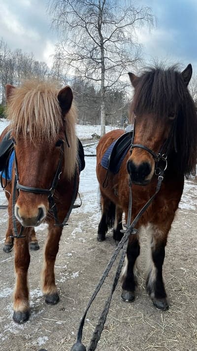 Inlägg 9 av Islandshäst med titeln Sötisar 🤍