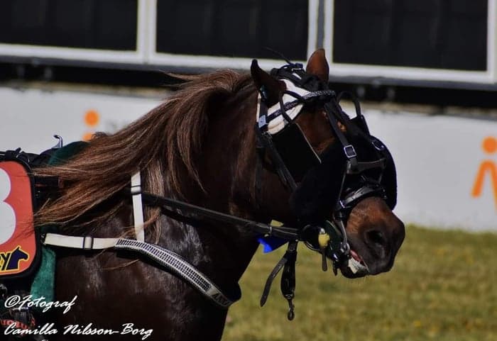 Media 1 av Rågsvedens Chikai