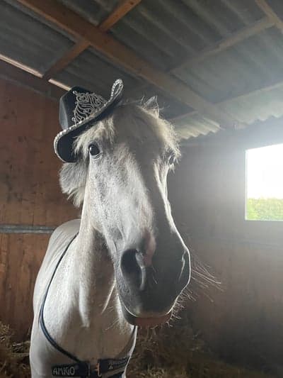 Inlägg 15 av Welsh Partbred med titeln Cowgirl eller inte kan man tro det när man klär sig såhär