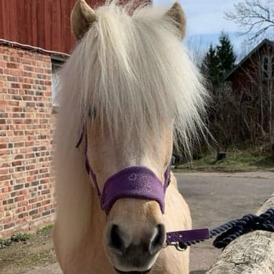 Epona Från Gunnarsbo